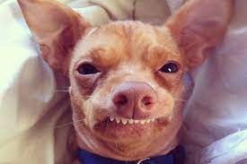 Site Is Undergoing Maintenance Cute Dogs Chiweenie Dog Fails