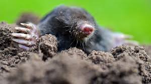 Der maulwurf ist zwar ein wichtiges säugetier für gartenbesitzer; Tier Des Jahres 2020 Maulwurf Mit Grabschaufeln Und Russelnase Br Kinder Eure Startseite