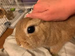 They rely on their large eyes, which are actually larger than their brains, to let in as much light as possible. Huge Eyes Rabbits