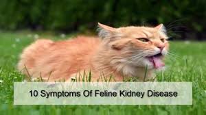 What are the signs of kidney failure in cats. 10 Symptoms Of Feline Kidney Disease Youtube