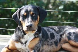 Black And Tan Catahoula Leopard Dog My 8mnth Old Rottweiler X Catahoula Rottweiler I Love Dogs Dogs