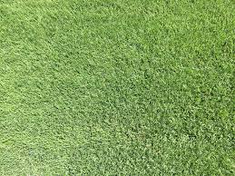 Zoysia grass is a resilient and persistent grass that can be successfully grown in a variety of climates and conditions. All About Zoysia Sod Sod University Sod Solutions
