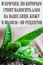 маски для лица в домашних условиях от морщин с алоэ 9 Prichin Po Kotorym Stoit Nanosit Aloe Vera Na Vashe Lico Kozhu I Volosy 10 Receptov Scalp Detox Beauty Recipe Facial Care