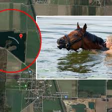 Konnte dann eine weile nicht mehr laufen und sitzen, weil mir das linke bein und auch die. Braunschweig Drama An See Pferd Und Reiter Sturzen In Wasser Schlimme Szenen Braunschweig