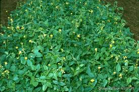 Image result for Vigna oblongifolia