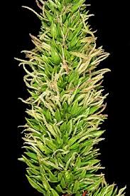 Image result for Anthospermum