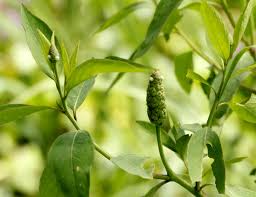 Image result for Sphenoclea zeylanica