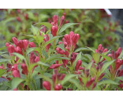 Check spelling or type a new query. Weigelie Floraself Weigela Florida All Summer Red H 50 60 Cm Co 6 L Bei Hornbach Kaufen