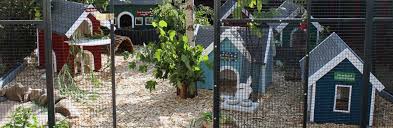 In this rabbit run, you can house your rabbit on grass and save money on feed, or exercise your pet or meat. Outdoor Housing Rabbit Welfare Association Fund Rwaf