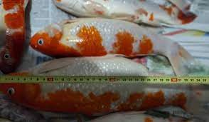 This means that anyone who owns or works with aquatic animals, who knows of or suspects koi herpesvirus disease in their fish, is required by law to notify the cfia. Pet Food Malaysian Woman S Koi Soup Raises Eyebrows After She Makes Meal Out Of Dead Fish South China Morning Post