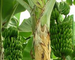Image of Banana tree