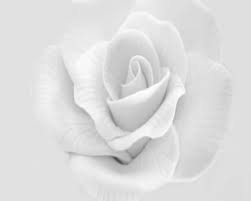 Imagen De Color Blanco