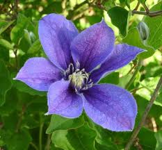 Images And Opinions Of Clematis Arabella Clematis Pretty Flowers Trees To Plant