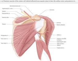 That is, it moves the upper arm to the front from a side raise position if the thumb is turned in/elbow pointed out. Upper Arm Shoulder Anterior Arm Flashcards Quizlet