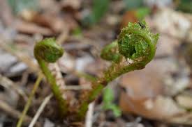 Image result for Dryopteris kilemensis