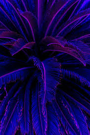 It was released in late 1989 through elektra records as the lead single from the album flood, making the single the band's first release on a major label. Blue And Purple Background Tumblr Novocom Top