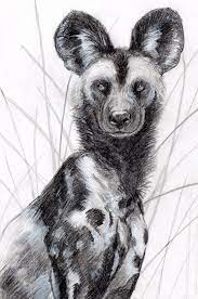 Armadillo, red deer, jaguar, capivara, tapir, lizard, and among others, the giant rhea. Super African Animal Art Drawings Wild Dogs Ideas African Animal Art Animal Drawings African Animals