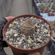 Image result for Trochomeria