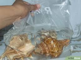 After weekly washings in my coveted bleach bath, my whites weren't so white anymore. How To Clean And Polish Seashells 12 Steps With Pictures