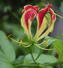 Are you looking to plant exotic flowers in your garden or showcase on your patio? Lethal Landscape Some Florida Plants Are Poisonous Entertainment Life The Florida Times Union Jacksonville Fl
