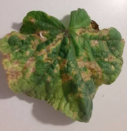 Angular Leaf Spot | Yard and Garden