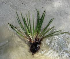 Image result for Isoetes welwitschii