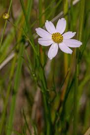 Image result for Hirpicium gracile