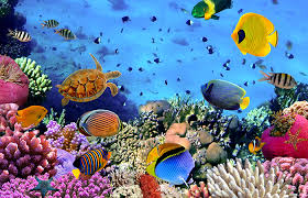 Coral Reef in Andaman