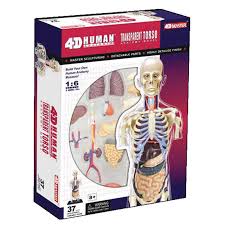 The site owner hides the web page description. 4d Master Puzzle Assembly Toy Human Body 1 6 Medical Model For Anatomy Of Internal Organs Of Human Body Medical Science Aliexpress