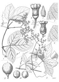 Image result for Cyphostemma ukerewense