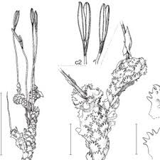 Image result for Neoholstia tenuifolia