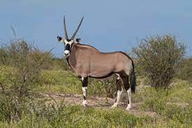 Our site is updated daily with all the crossword clues from thomas joseph crossword african antelope is a crossword clue for which we have 2 possible answer in our database. Gemsbok Wikipedia