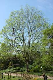 Image result for Hovenia