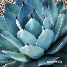 One of the best of the many agave parryi varieties, the artichoke agave (agave parryi var. Artichoke Agave Parryi Truncata Archives Ramblings From A Desert Garden