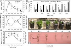 Image result for Sarcocornia natalensis