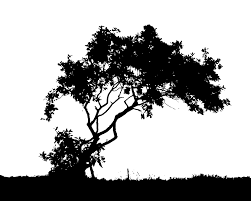 Shop our tree wallpaper today! Black And White Tree Wallpapers Top Free Black And White Tree Backgrounds Wallpaperaccess