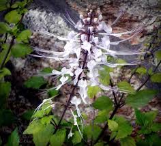 Misai kucing (also known as cat whiskers or java tea) is a herb widely grown throughout south east asia. Flowers Series Misai Kucing Virily