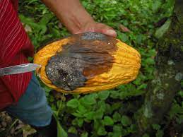 Integrated management of cocoa pests and in ghana, we find that input use is relatively common among cocoa households. Cocoa Cacao Diseases And Pests Description Uses Propagation