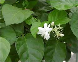 Find here details of companies selling jasmine plants, for your purchase requirements. Jasmine For Sale Arizona S Best Shrubs Moon Valley Nursery Jasmine Plant