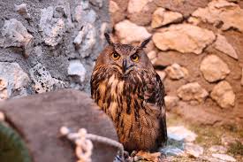 Hd Wallpaper Italy Capestrano Aq Harry Potter Owl Nature Nopp Look Wallpaper Flare Harry potter wallpapers for free download. hd wallpaper italy capestrano aq