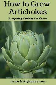 How To Grow Artichokes In Your Backyard Garden Today Growing Artichokes Artichoke Aquaponics