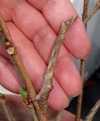 クワエダシャク