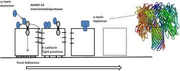 Alpha Toxin An Overview Sciencedirect Topics