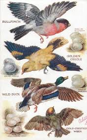 Birds And Their Eggs Pictures Bullfinch Golden Oriole Wild Duck Gold Crested Wren Their Eggs Bird Drawings Bird Prints Bird Art