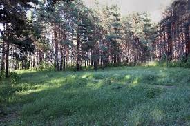 За неделю — три укуса. Kladbishe Bogoslovlaga V Gorode Karpinsk Nekropol Terrora I Gulaga
