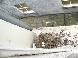 We did not find results for: Faire Fuir Les Pigeons Solutions Anti Pigeon