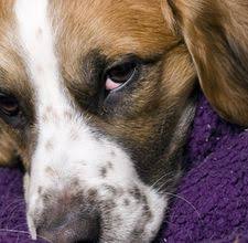 Some materials are easy to clean while other materials require great effort to remove the hair, and although it may not affect you a lot, dog hair can be a serious problem if you have kids who. How To Remove Dog Hair From Blankets Homesteady Dog Hair Removal Dog Hair Cleaning Dog Hair