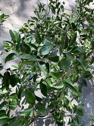 Image result for Smilax