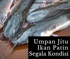 Kolam ikan koi minimalis untuk taman depan rumah unik. Resepi Umpan Ikan Tongsan Pawtaste Com