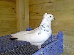 Check spelling or type a new query. Iranian High Flyer Pigeon Encyclopedia Of Pigeon Breeds Pigeon Breeds Pigeon Pictures Pigeon Bird